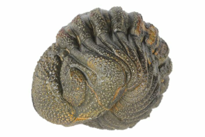 Wide, Bumpy Enrolled Morocops Trilobite #125147